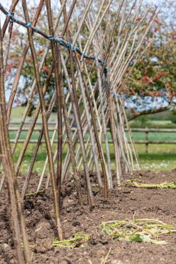 Ev yapımı destekleyici çerçeve koşucu fasulyeleri desteklemeye hazır
