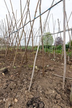 Ev yapımı destekleyici çerçeve koşucu fasulyeleri desteklemeye hazır
