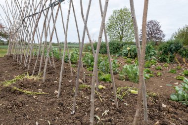 Ev yapımı destekleyici çerçeve koşucu fasulyeleri desteklemeye hazır