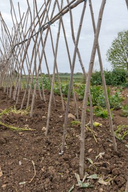 Ev yapımı destekleyici çerçeve koşucu fasulyeleri desteklemeye hazır