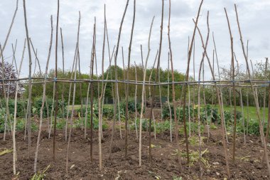 Ev yapımı destekleyici çerçeve koşucu fasulyeleri desteklemeye hazır