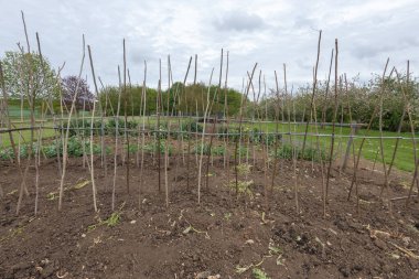 Ev yapımı destekleyici çerçeve koşucu fasulyeleri desteklemeye hazır