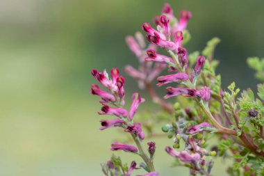 Yaygın bir dezenfektanda (fumaria officinalis) çiçek demeti