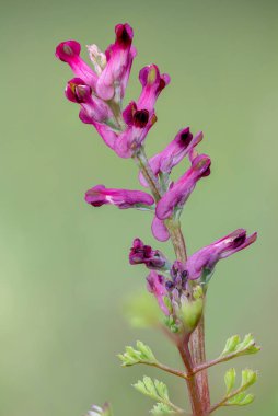 Yaygın bir dezenfektanda (fumaria officinalis) çiçek demeti