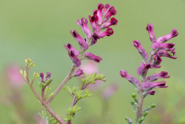 Yaygın bir dezenfektanda (fumaria officinalis) çiçek demeti