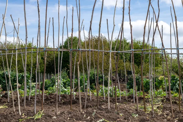 Ev yapımı destekleyici çerçeve koşucu fasulyeleri desteklemeye hazır