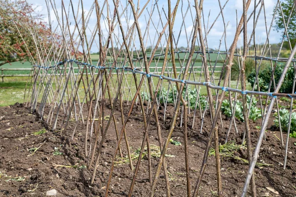 Ev yapımı destekleyici çerçeve koşucu fasulyeleri desteklemeye hazır