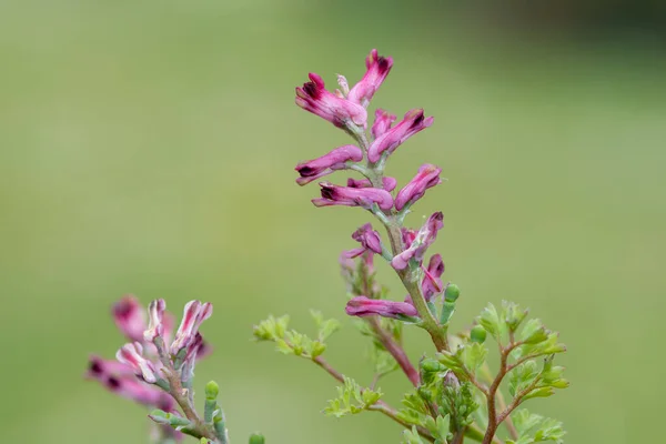 Yaygın Bir Dezenfektanda Fumaria Officinalis Çiçek Demeti — Stok fotoğraf