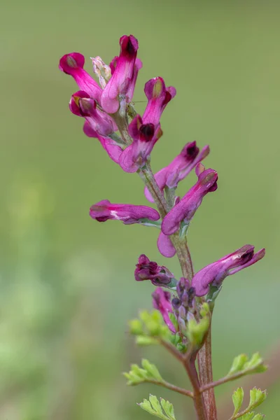 Yaygın Bir Dezenfektanda Fumaria Officinalis Çiçek Demeti — Stok fotoğraf
