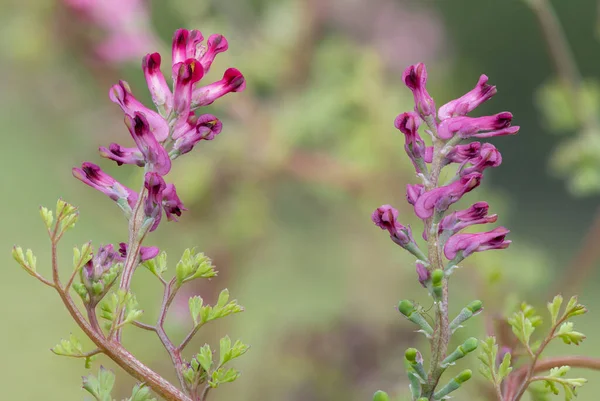 Macro Shot Van Bloemen Een Gemeenschappelijke Fumitory Fumaria Officinalis Plant — Stockfoto