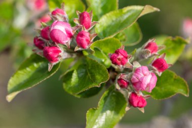 Pembe küme büyüme aşamasında elmanın çiçek açması.