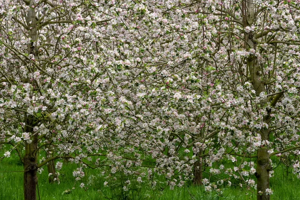 リンゴ園でリンゴの花を閉じる — ストック写真