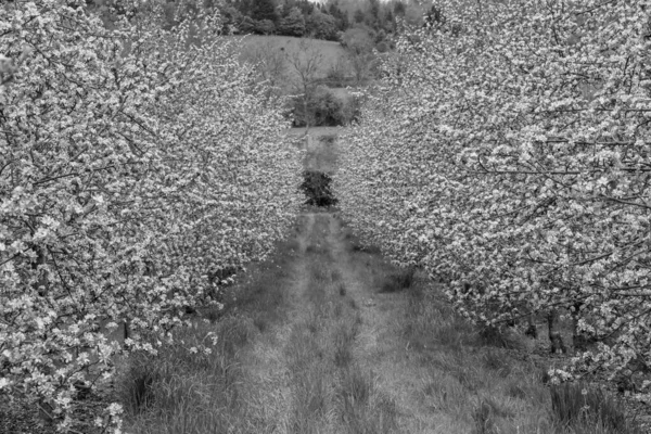Black and white photo of two rows of apple trees in blossom in an orchard