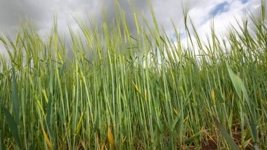 Kulakta bir arpa (hordeum vulgare) tarlası görünümü