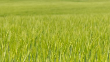 Kulağında arpa hasadı (hordeum vulgare)