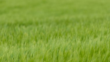 Kulağında arpa hasadı (hordeum vulgare)