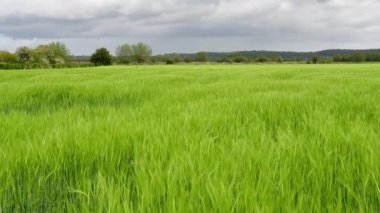 Video of a crop of barley (hordeum vulgare) blowing in the wind