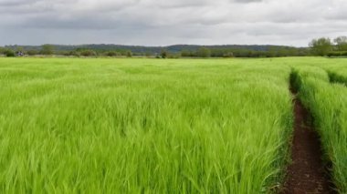 Video of a crop of barley (hordeum vulgare) blowing in the wind