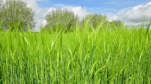 Video Crop Barley Hordeum Vulgare Blowing Wind — Stockvideo