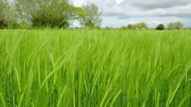 Video Crop Barley Hordeum Vulgare Blowing Wind — Stockvideo