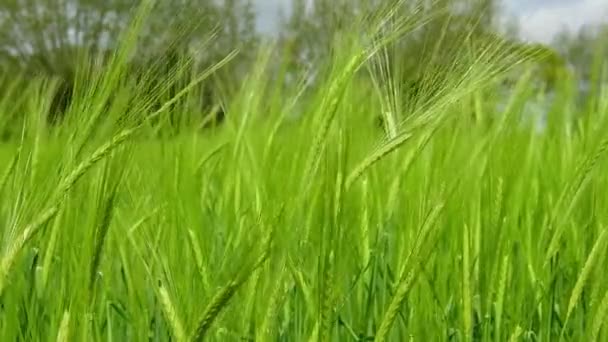 Video Crop Barley Hordeum Vulgare Blowing Wind — Stock video