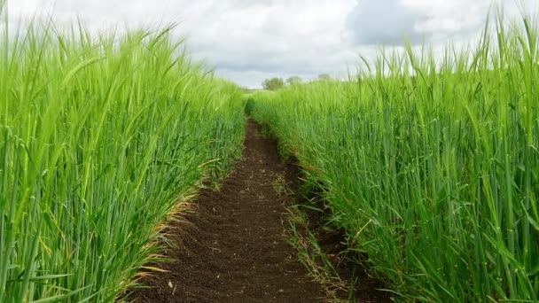 Video Einer Gerstenernte Hordeum Vulgare Die Wind Weht — Stockvideo