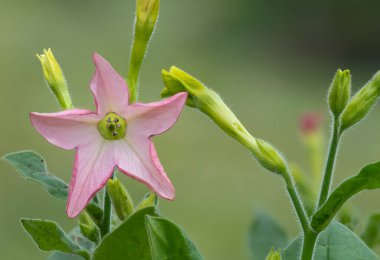 Tütünün üzerindeki pembe bir çiçeğe yaklaş (nicotiana)