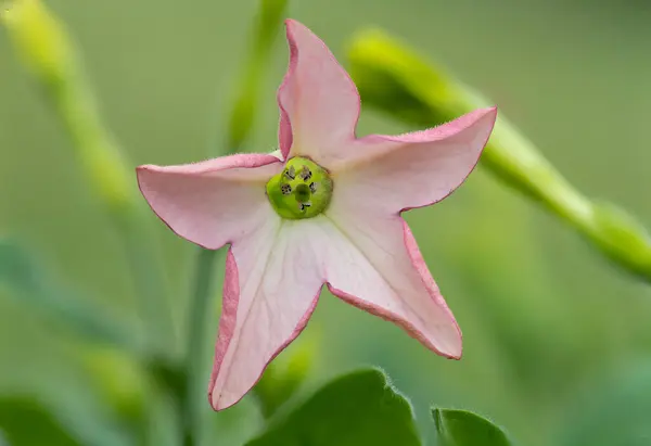 Nahaufnahme Einer Rosa Blume Auf Einer Tabakpflanze Nicotiana — Stockfoto