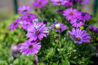 Afrika papatyasının (osteospermum) çiçekleri çiçek açarken yakın plan