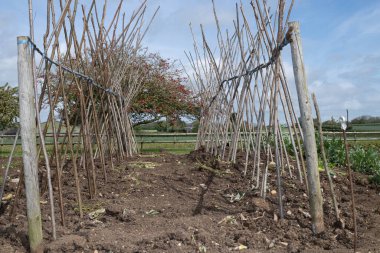 Ev yapımı destekleyici çerçeve koşucu fasulyeleri desteklemeye hazır