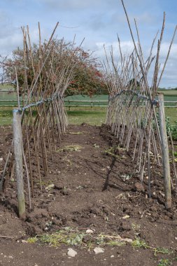 Ev yapımı destekleyici çerçeve koşucu fasulyeleri desteklemeye hazır