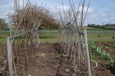 Ev yapımı destekleyici çerçeve koşucu fasulyeleri desteklemeye hazır