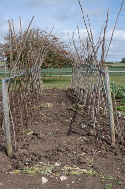 Ev yapımı destekleyici çerçeve koşucu fasulyeleri desteklemeye hazır
