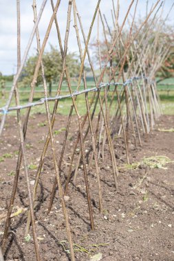 Ev yapımı destekleyici çerçeve koşucu fasulyeleri desteklemeye hazır