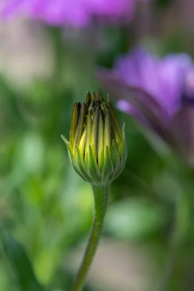 Κοντινό Πλάνο Μιας Αφρικανικής Μαργαρίτας Osteospermum Λουλούδι Ακριβώς Για Ανθίσει — Φωτογραφία Αρχείου