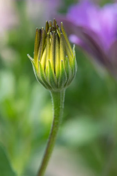 ちょうど開花しようとしているアフリカのデイジー オステオスペルマム の花の終わり — ストック写真