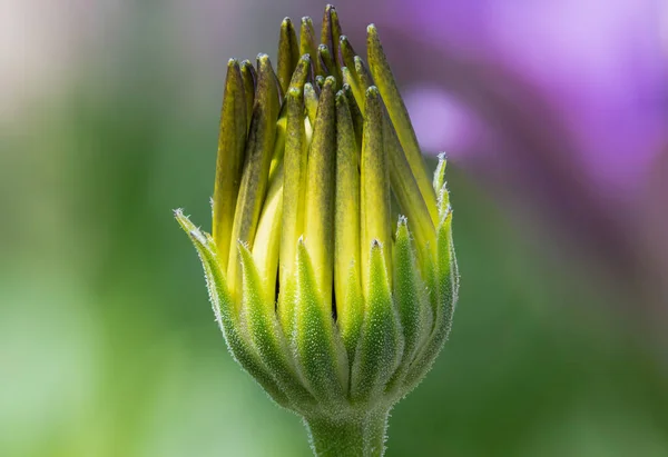 Close African Daisy Osteospermum Flower Just Bloom — Stock Photo, Image