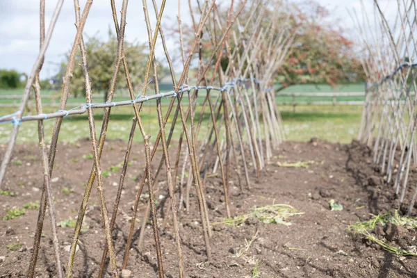 Ev yapımı destekleyici çerçeve koşucu fasulyeleri desteklemeye hazır