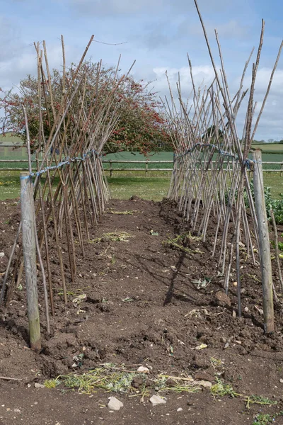 Ev yapımı destekleyici çerçeve koşucu fasulyeleri desteklemeye hazır