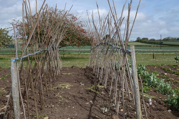 Ev yapımı destekleyici çerçeve koşucu fasulyeleri desteklemeye hazır