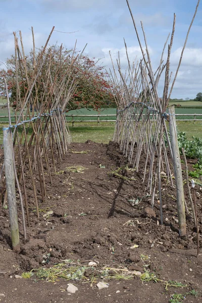 Ev yapımı destekleyici çerçeve koşucu fasulyeleri desteklemeye hazır