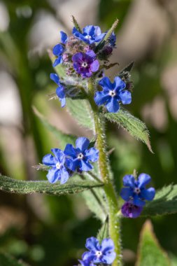 Yeşil bir alkaneti kapat (pentaglottis sempervirens)