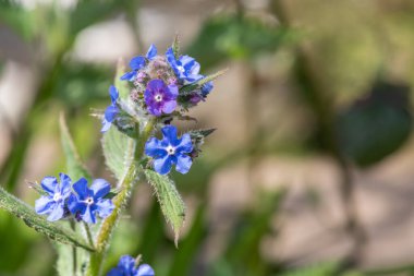 Yeşil bir alkaneti kapat (pentaglottis sempervirens)