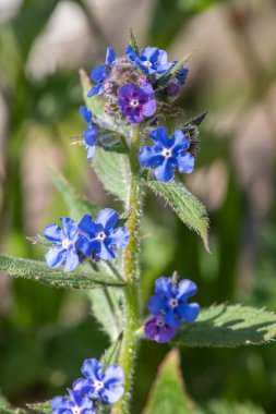 Yeşil bir alkaneti kapat (pentaglottis sempervirens)