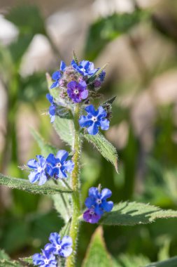 Yeşil bir alkaneti kapat (pentaglottis sempervirens)