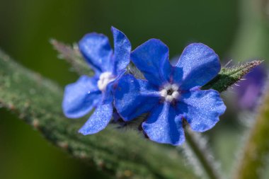 Yeşil bir alkanette çiçekleri kapat (pentaglottis sempervirens)