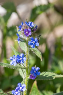 Yeşil bir alkaneti kapat (pentaglottis sempervirens)