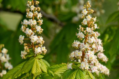 At kestanesinin üzerindeki çiçeğe yakın çekim (esteculus hipocastanum) ağacı