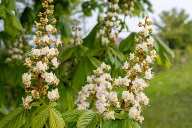 At kestanesinin üzerindeki çiçeğe yakın çekim (esteculus hipocastanum) ağacı