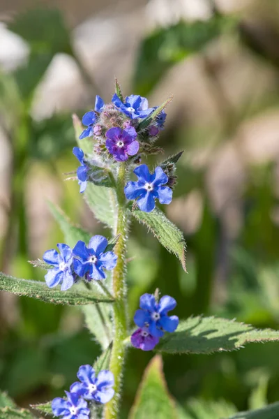 Yeşil bir alkaneti kapat (pentaglottis sempervirens)
